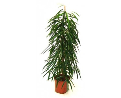 Фикус Али / Ficus Ali binnendijkii
