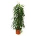 Фикус Али / Ficus Ali binnendijkii