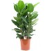 Фикус Бенгальский Андре / Ficus Andre benghalensis