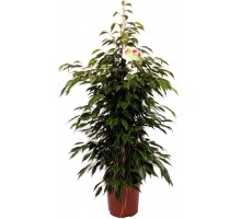 Ficus benjamina Anastasia
