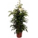 Фикус Бенджамина Anastasia / Ficus benjamina Anastasia