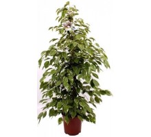 Ficus benjamina Golden King