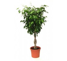 Ficus Benjamina Pigtail
