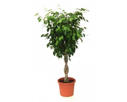 Фикус Бенджамина Косичка / Ficus benjamina