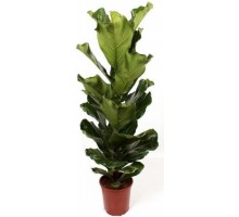 Ficus lyrata
