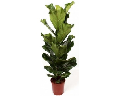 Фикус Лирата / Ficus lyrata. Фикус лировидный