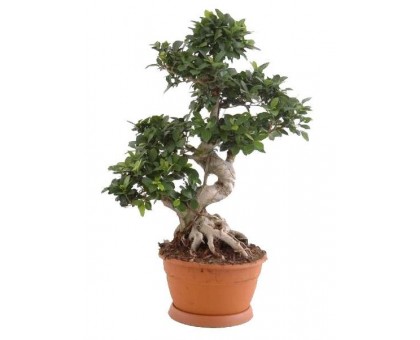 Фикус микрокарпа Гинсенг большой / Ficus microcarpa Ginseng