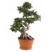 Фикус микрокарпа Гинсенг большой / Ficus microcarpa Ginseng