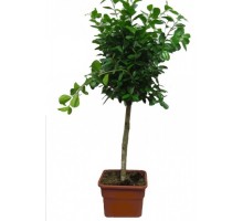 Ficus Moklame