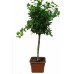 Фикус Мокламе / Ficus microcarpa Moclame