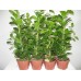 Фикус Мокламе / Ficus microcarpa Moclame