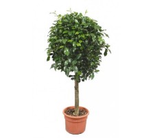 Ficus Shiny stem