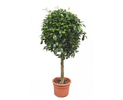 Фикус Блестящий штамб / Ficus nitida Thunberg
