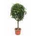 Фикус Блестящий штамб / Ficus nitida Thunberg