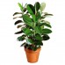Ficus Robusta large