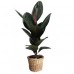 Ficus Robusta large