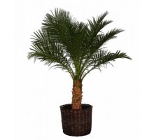 Date, Date palm