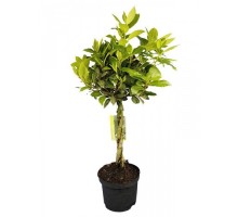 Large laurel