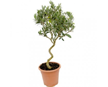 Олива / Olea europaea, Маслина