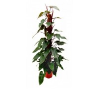 Philodendron hastatum