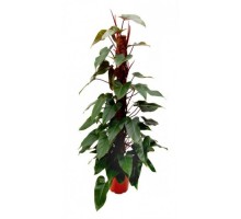 Philodendron hastatum