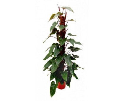 Филодендрон hastatum / Philodendron hastatum