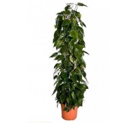 Philodendron scandens