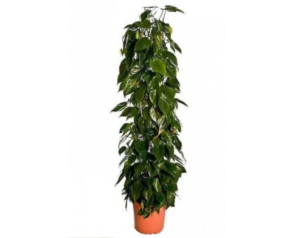 Филодендрон scandens / Philodendron scandens