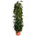 Филодендрон scandens / Philodendron scandens