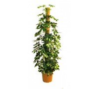 Schefflera large on a support