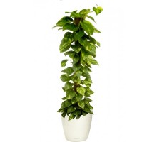 Scindapsus on a support