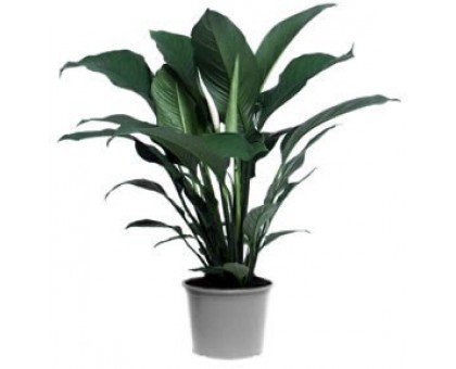 Спатифиллум большой / Spathiphyllum