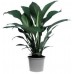 Спатифиллум большой / Spathiphyllum