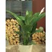 Спатифиллум большой / Spathiphyllum