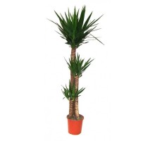 Yucca elephant 1-3-5 trunks