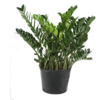 Zamioculcas large