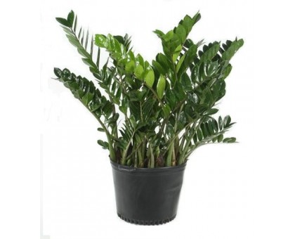 Замиокулькас замиелистный / Zamioculcas zamiifolia
