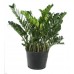 Замиокулькас замиелистный / Zamioculcas zamiifolia