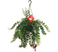 Aeschynanthus