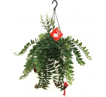 Aeschynanthus