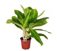 Aglaonema