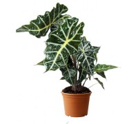 Alocasia Polly
