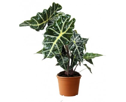 Алоказія Поллі / Alocasia