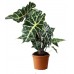 Алоказія Поллі / Alocasia