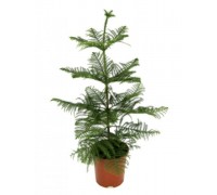 Araucaria