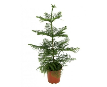 Араукария / Araucaria