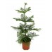 Араукария / Araucaria