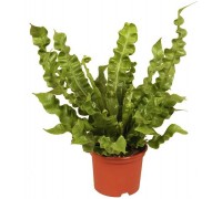 Asplenium