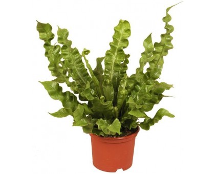 Асплениум / Asplenium