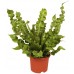 Асплениум / Asplenium